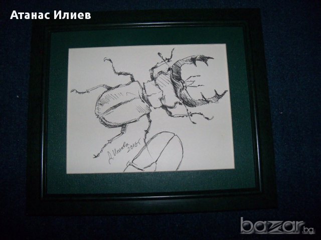 "Бръмбар рогач" графика от художничката Десислава Илиева. 