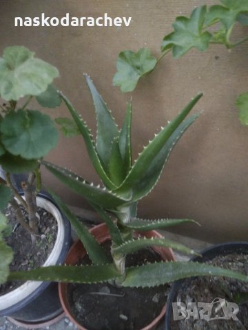 Алое, снимка 4 - Стайни растения - 21740174