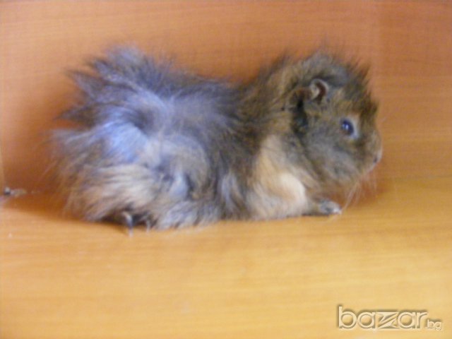 Продавам малки морски свинчета, снимка 3 - Други животни - 6685771