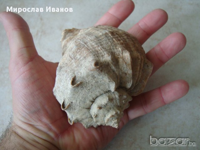 морски раковини, снимка 1