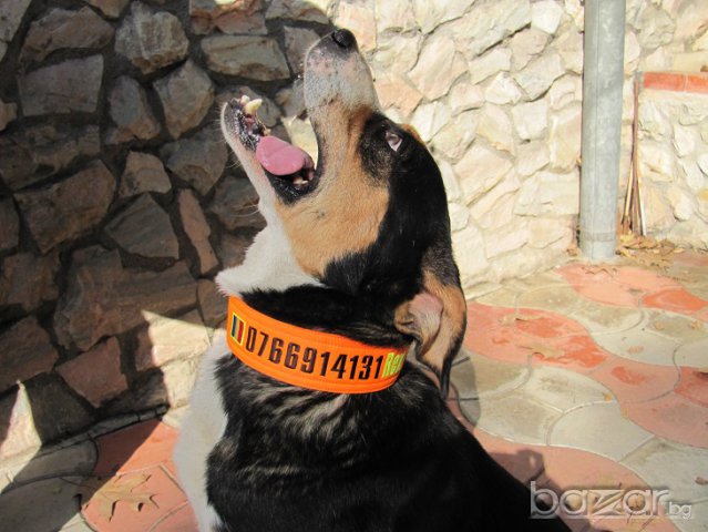 Сигнални нашийници за ловни кучета с телефонен номер и име, снимка 5 - За кучета - 6229377