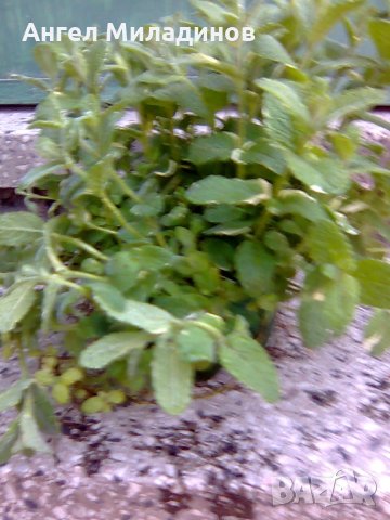 Ябълкова мента