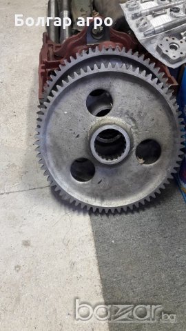 бордова голяма болгар