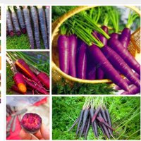 Многоцветни моркови, бонсай, органични, вкусни зеленчуци, растения за дома, градина, редки зеленчуко, снимка 3 - Сортови семена и луковици - 24818953