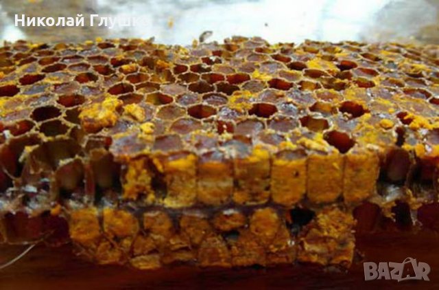 Перга (Пчелен Хляб) натурален имуностимулатор, снимка 1 - Домашни продукти - 21549264