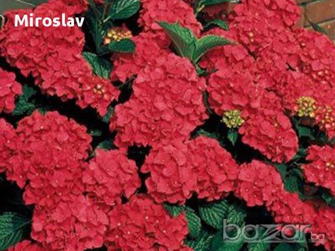 Хортензия 4 налични цвята, снимка 1 - Градински цветя и растения - 14777207