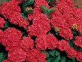 Хортензия 4 налични цвята, снимка 1 - Градински цветя и растения - 14777207