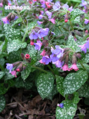 Пулмонариа, снимка 4 - Градински цветя и растения - 22532505