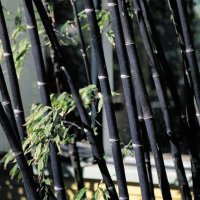 100 броя бамбукови семена от Декоративен бамбук Moso Bamboo лилав зелен цветен черен МОСО БАМБО нов, снимка 17 - Сортови семена и луковици - 19674238