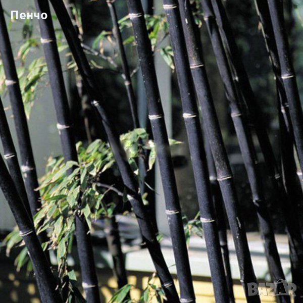 100 броя бамбукови семена от Декоративен бамбук Moso Bamboo лилав зелен цветен , снимка 1