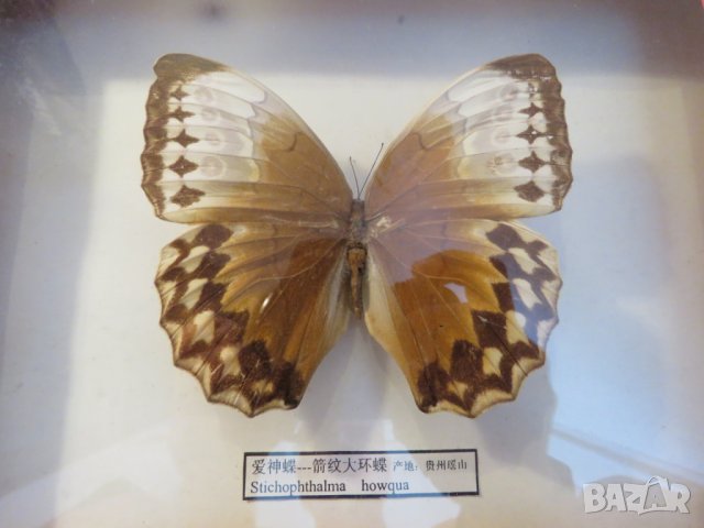 Стар красив екземпляр на китайска пеперуда Stichophthalma howqua, снимка 2 - Декорация за дома - 22626176