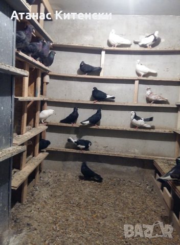 Продавам пазарджишки високо летачи гълаби, снимка 6 - Гълъби - 25976171