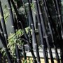 100 броя бамбукови семена от Декоративен бамбук Moso Bamboo лилав зелен цветен 