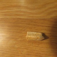 Стар зъб ( малък ) от Скат - за вашета колекция или декорация ., снимка 2 - Антикварни и старинни предмети - 22419792
