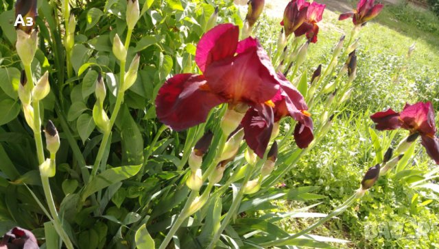 продавам луковици на цветя Ирис - 10 вида български редки сортове, снимка 3 - Сортови семена и луковици - 18321374