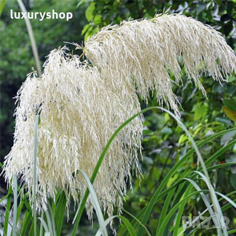 Pack семена Трева Cortaderia пера, папратова трева, папур, снимка 6 - Градински цветя и растения - 24818948