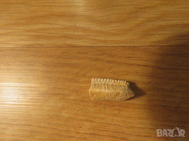 Стар зъб ( малък ) от Скат - за вашета колекция или декорация ., снимка 2 - Антикварни и старинни предмети - 22419792