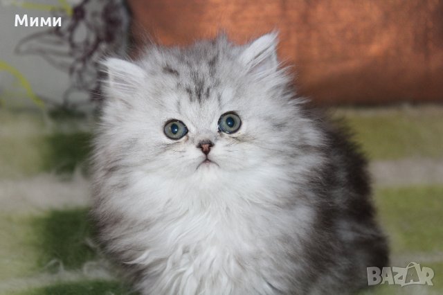 Сребърна чинчила  /  Persian cat, снимка 3 - Персийска - 18951274