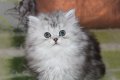 Сребърна чинчила  /  Persian cat, снимка 3