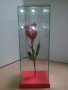 Роза за за свети валентин или 8 март