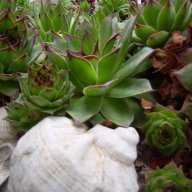 Алпийска роза (sedum Sempervivum)  , снимка 13 - Градински цветя и растения - 8358949