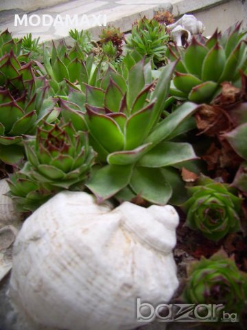Алпийска роза (sedum Sempervivum)  , снимка 13 - Градински цветя и растения - 8358949