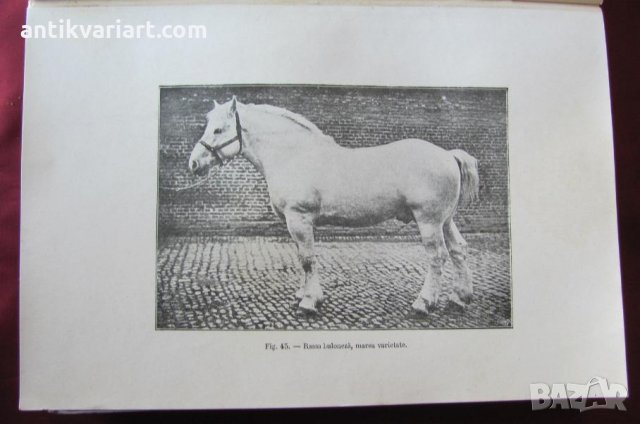 1915год. Книга за Историята и Породите Коне, снимка 4 - Други - 24984265