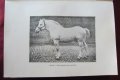 1915год. Книга за Историята и Породите Коне, снимка 4