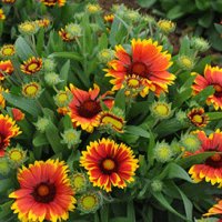Продавам цветя Гайлардия – разсад за пролетно засаждане в градината, различни цветове, снимка 17 - Разсади - 30273860