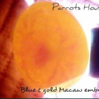 Синьо-жълта ара - бебета, снимка 12 - Папагали - 31782441
