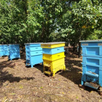 Продавам 60 от 140 пчелни семейства даданблат, гр. Сливо поле, област Русе, снимка 1 - За пчели - 44575419