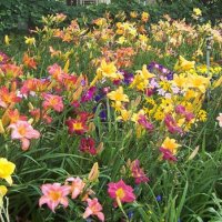 Продавам Цветя Хемерокалис - за пролетно засаждане, снимка 10 - Разсади - 36687859