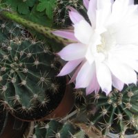 Кактус   Ехинопсис  /  Echinopsis, снимка 3 - Стайни растения - 37305465