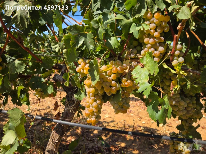 Десертно грозде - Бейрут, снимка 1