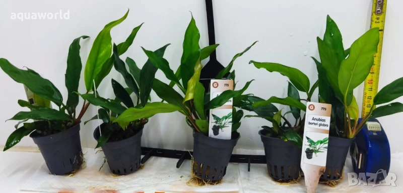 "ПРОМОЦИЯ" Anubias barteri var. glabra /Анубиас/, снимка 1