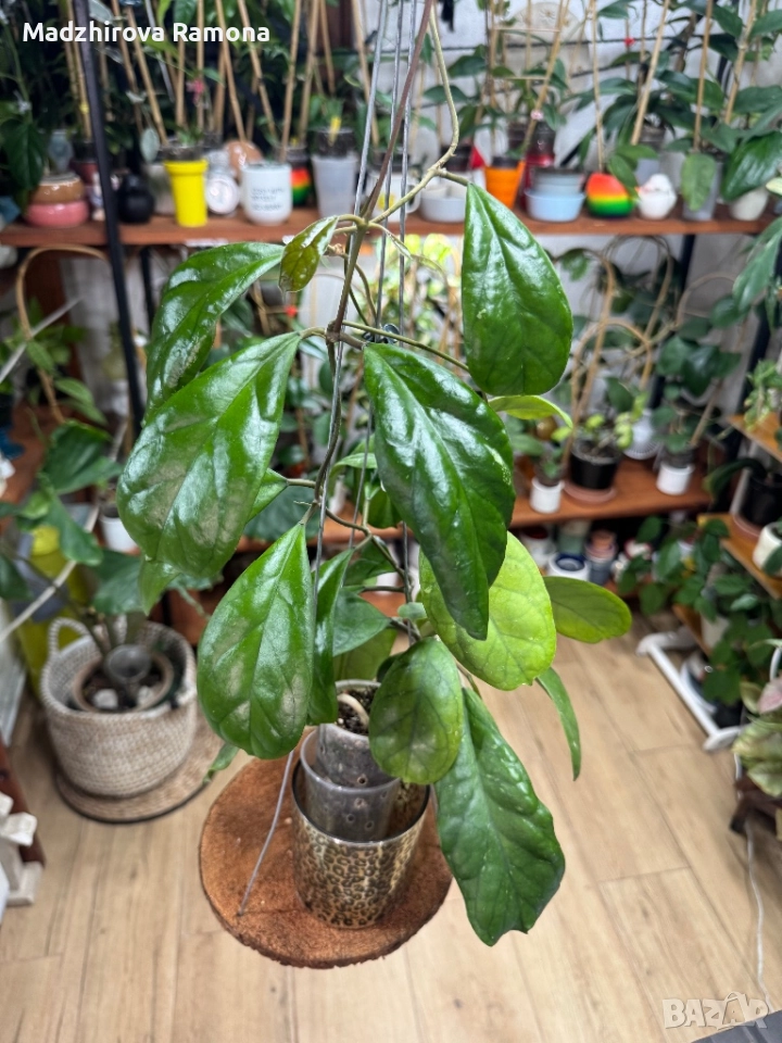 Hoya Cv.viola , снимка 1