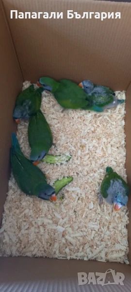 Ръчно хранени говорящи папагали, снимка 1