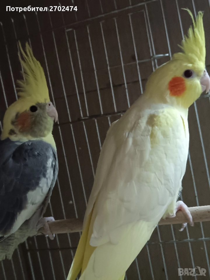 продавам папагали , снимка 1