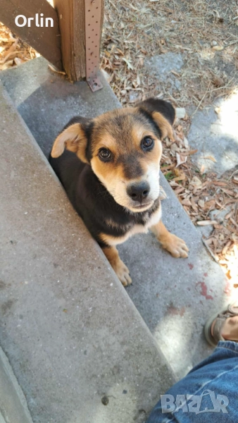 Подарявам кученца - майка ротвайлер, баща - голям немски шпиц , снимка 1