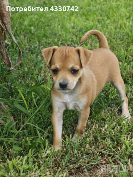 Пинчери родени на 26.07 2025 , снимка 1