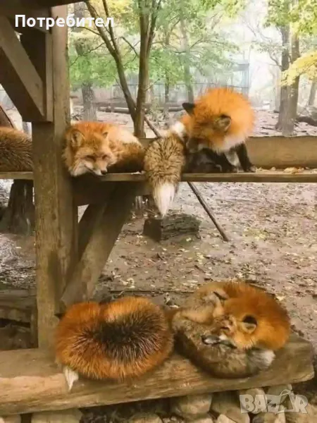 Капан за лисици и порове, снимка 1