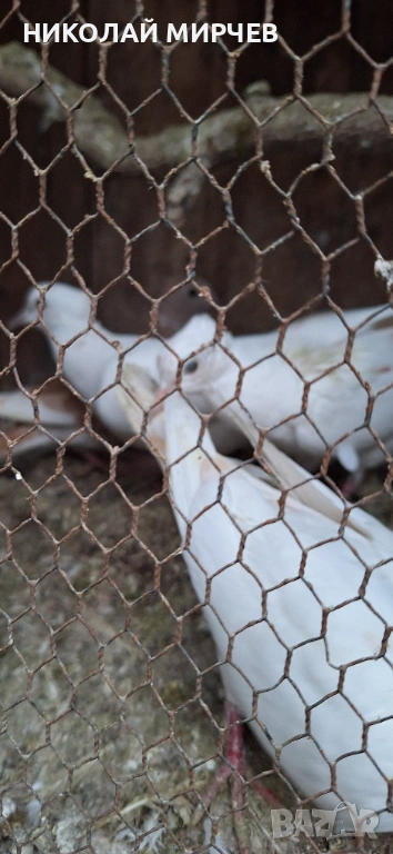 Скумрудки / гугутки/, снимка 1