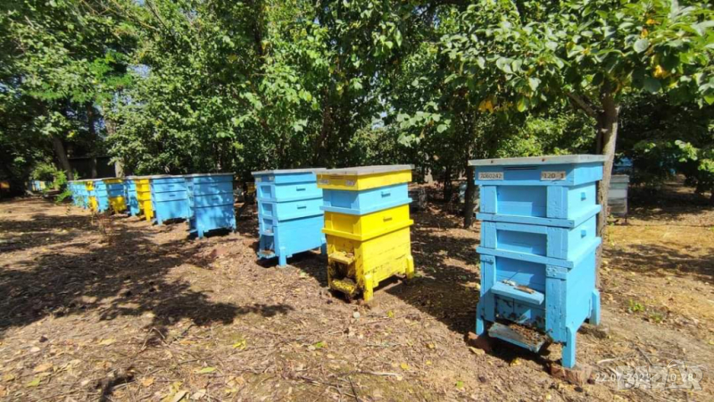 Продавам 60 от 140 пчелни семейства даданблат, гр. Сливо поле, област Русе, снимка 1