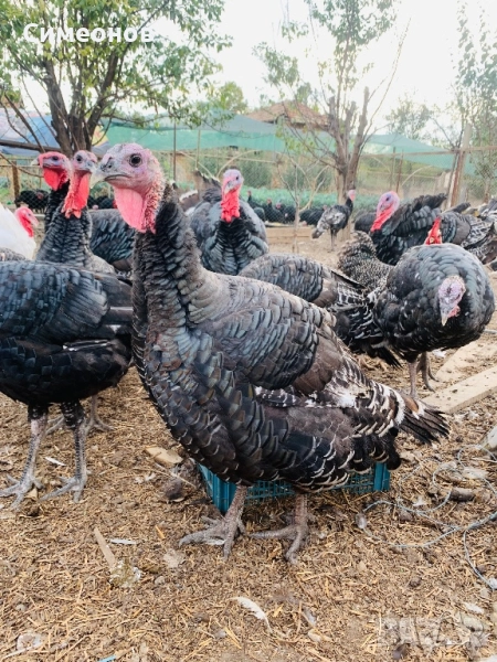 Пуйки и пуяци, снимка 1