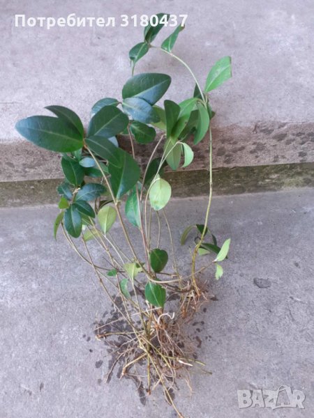Зимзелен, вечно зелено растение, билка, снимка 1