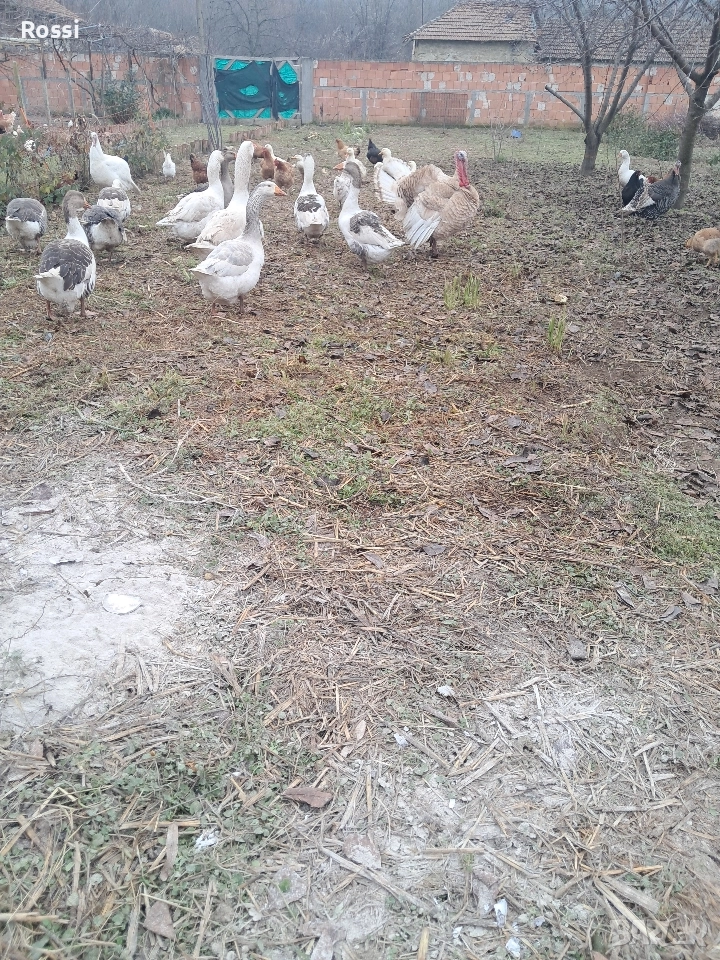 Млади селски гъски , снимка 1