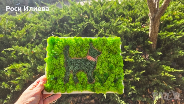 Картина "Коте" декорирана със скандинавски мъх, снимка 3 - Картини - 53272108