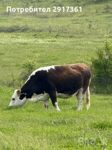 Kravi, снимка 2 - Крави - 54280283