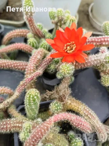 Кактус Echinopsis chamaecereus  , снимка 2 - Градински цветя и растения - 35906952