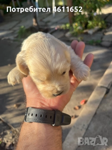 кокерчета, снимка 6 - Шпаньоли - 52281572